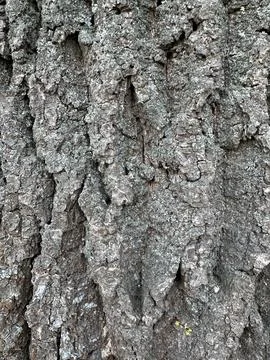 Close-Up Texture of Old Tree Bark Stock Photos