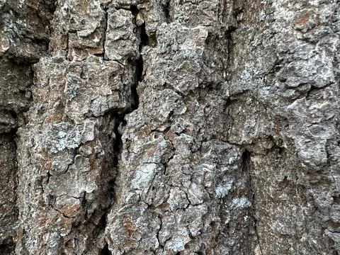 Close-Up Texture of Old Tree Bark Stock-Fotos