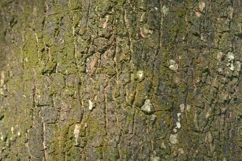 Close up texture of old tree trunk bark covered with green moss Fotos de archivo