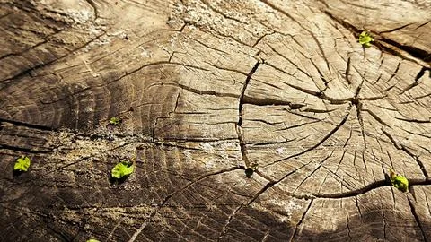 Close up texture of old weathered tree stump with cracks. Stock Photos