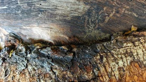Close Up Texture of Old Weathered Tree Bark and Cut Wood Grain Background 스톡 사진