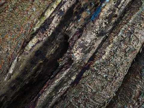 Close-Up Texture of Old Weathered Tree Bark with Natural Hollow Crevice Stock Photos