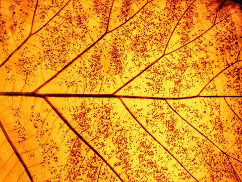 Close-up Texture of Orange Leaf, Detailed Veins and Patterns Stock Photos
