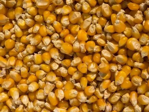 Close-up texture of organic yellow maize or corns seed grains Stock Photos