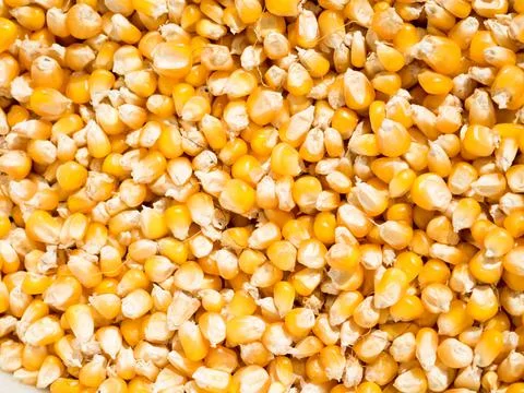 Close-up texture of organic yellow maize or corns seed grains Stock Photos