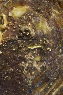 Close up texture of an oyster shell surface Foto stock