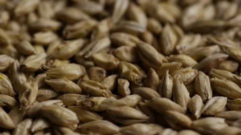 Close up texture of pale barley malt grain pile Video stock 328074716