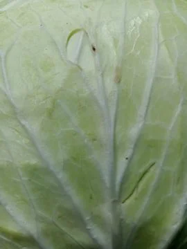 Close-up texture of a pale green cabbage leaf Stock Photos