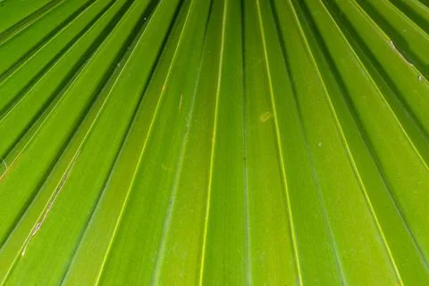 Close up texture of a palm leaf, commonly used in photography as a natural .. Stock Photos