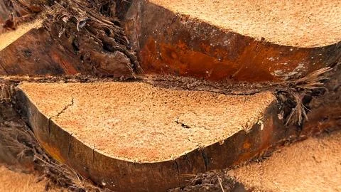 Close-up Texture of Palm Tree Trunk Bark with Natural Brown and Orange Hues Stock Photos