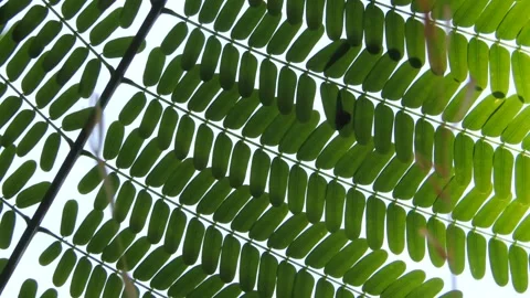 Close up texture pattern of green small leaves flame plant tree abstract swaying Stock Footage 162190192