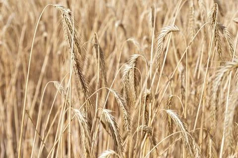 Close-up texture pattern view of ripe golden organic wheat stalk field landscape Stock-Fotos