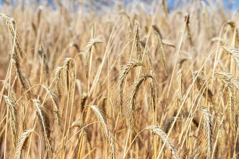 Close-up texture pattern view of ripe golden organic wheat stalk field landscape Stock Photos