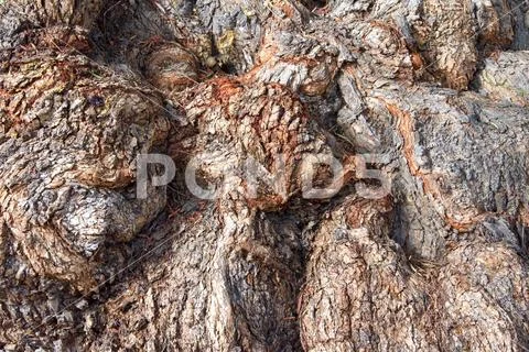 Close up texture of pepper tree, Schinus molle is a quick growing evergreen t Stock Photos