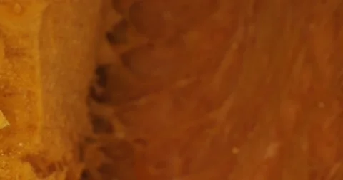 Close up of texture pumpkin. In motion. 動画素材 234542802