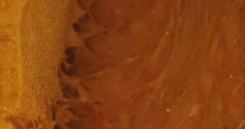 Close up of texture pumpkin. In motion. Vídeos de archivo 234542909