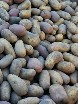 Close up texture of raw organic potatoes background for food industry Stock Photos