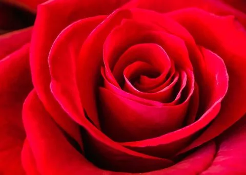 Close up texture of a red rose, natural red background Stock Photos