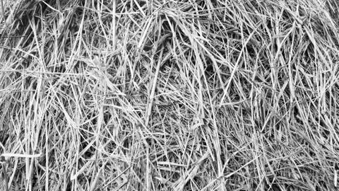 Close up texture of rice straw as background in black and white tone. Stock Photos