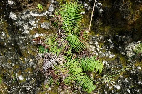 Close-up of texture of the rock cliffs covered with a variety of hygrophilo.. Stockfoto's
