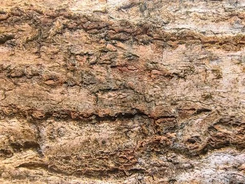 Close-up texture of rough, aged brown tree bark under natural light. Stock Photos