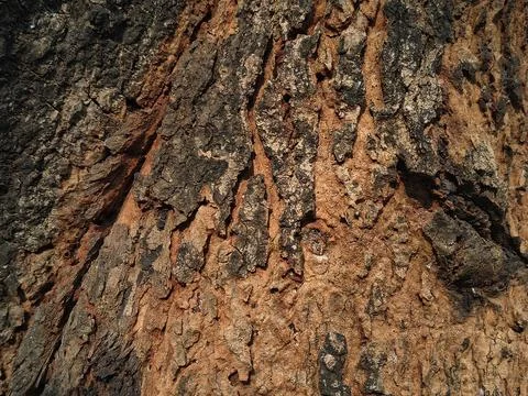 Close up texture of rough and weathered tree bark with deep vertical cracks Stock Photos