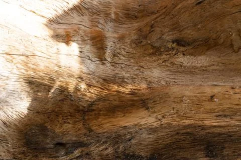 Close up texture of rough brown tree bark. Dry tree bark texture and backgr.. Stock Photos