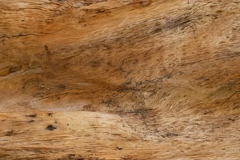 Close up texture of rough brown tree bark. Dry tree bark texture and backgr.. Fotos de archivo