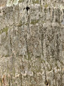 Close Up Texture of Rough Coconut Palm Tree Bark Фото