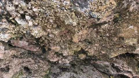 Close up texture of rough coral stone cave ceiling with natural formations Stock Footage 335148863
