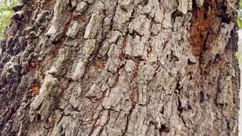 Close-up texture of rough cracked and weathered tree bark Stock Footage 346742792