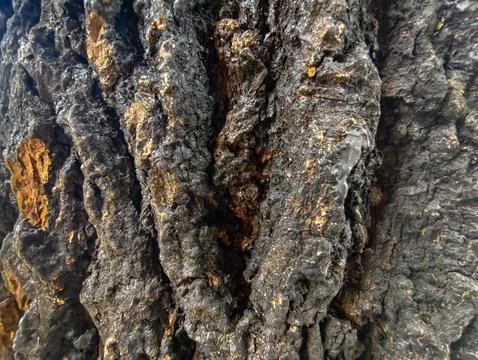 Close-up texture of rough, dark tree bark with natural details and deep grooves. Stock Photos
