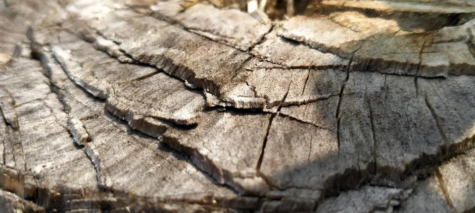 Close Up Texture of Rough Mango Tree Bark in Nature Stock Photos