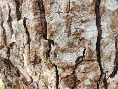 Close-up Texture of Rough Natural Tree Bark Foto stock