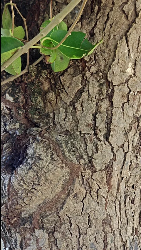 Close Up Texture of Rough Old Tree Bark with Green Leaves Stock Footage 341449296