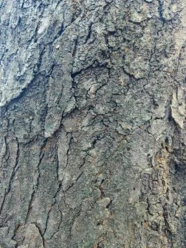 Close Up Texture of Rough Old Tree Bark Background Fotos de archivo
