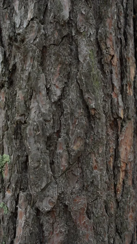 Close-Up Texture of Rough Pine Tree Bark Surface Stock Footage 347215106