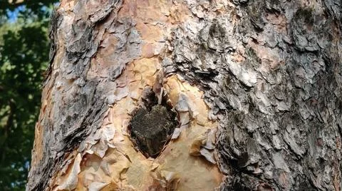 Close-up texture of rough pine tree bark with a dark knot hole Stock Photos