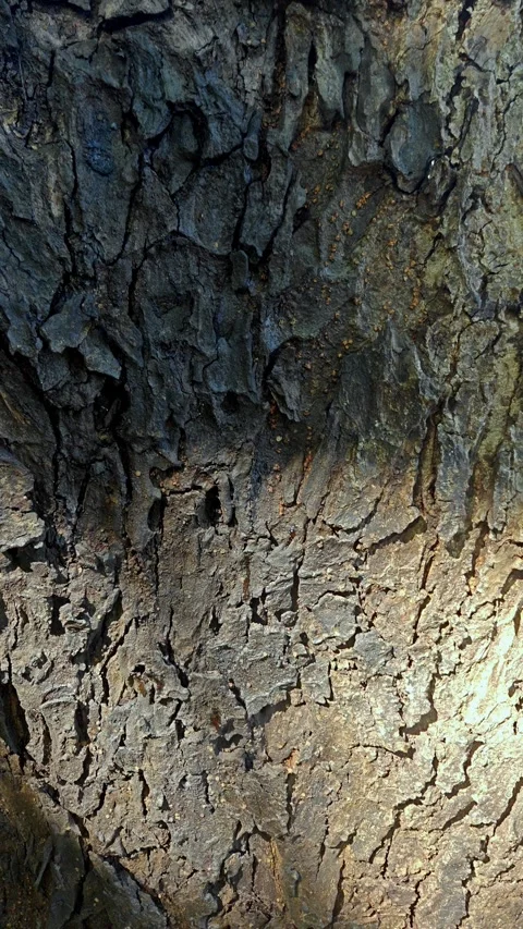 Close up texture of rough tree bark with natural sunlight and shadow Stock Footage 337826937