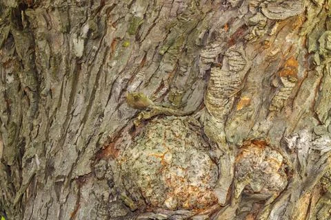 Close-up texture of rough tree bark with natural patterns and knots in deta.. Stock Photos