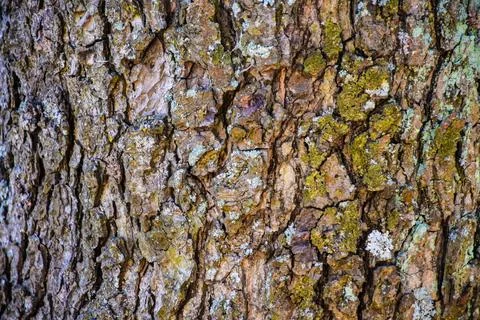 Close-up Texture of Rough Tree Bark with Grey Lichen Foto stock