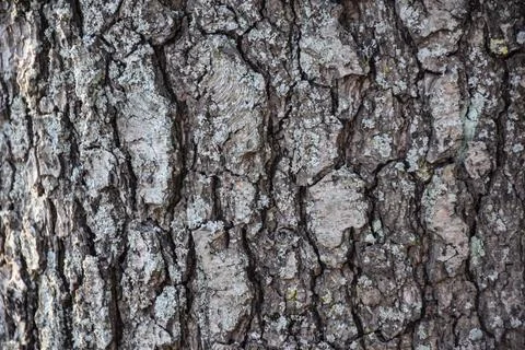 Close-up Texture of Rough Tree Bark with Grey Lichen Stock Photos