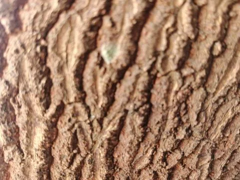 Close-up Texture of Rough Tree Bark 库存照片
