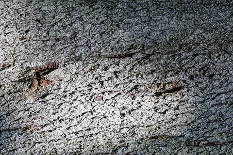 Close-up texture of rough tree bark with dramatic light and shadow patterns 스톡 사진