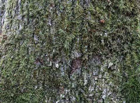 Close-up texture of rough tree bark covered in lush green moss and lichen Fotos de archivo