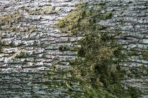 Close-up texture of rough tree bark covered with green moss in natural light Fotos de archivo