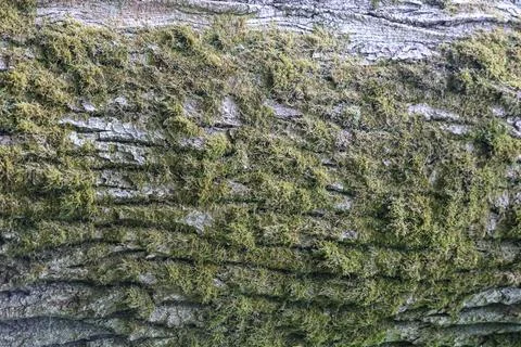 Close-up texture of rough tree bark covered in vibrant green moss Fotos de archivo