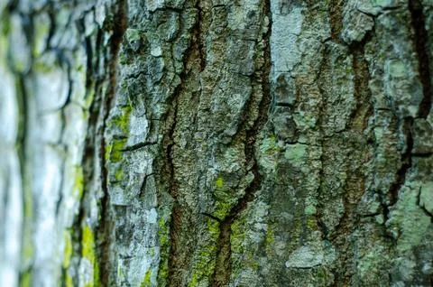 Close Up Texture of Rough Tree Bark with Green Moss Stock Photos