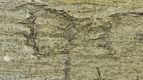Close-up texture of rough tree bark with intricate patterns and mossy green.. Stock Photos