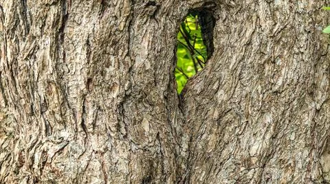 Close-up texture of rough tree bark with a natural hollow revealing green f.. Stock Photos